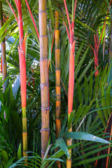 Fototapeta premium Fargesia Jiuzhaigou 1 bamboo, also called Red Panda Fargesia