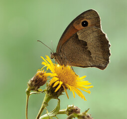 Obraz premium Butterfly Hyponephele lycaonon a field flower on a summer day in a garden