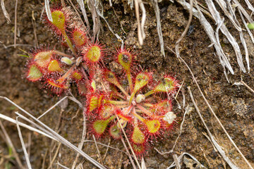 Drosera collinsiae close to Mbabane, Hhohho Province, Eswatini, southern africa