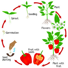 Cycle of growth of a plant of red pepper on a white background.