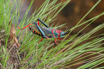 Foaming Grashopper (Dictyophorus spumans) close to Mbabane, Hhohho Province, Eswatini, southern Africa
