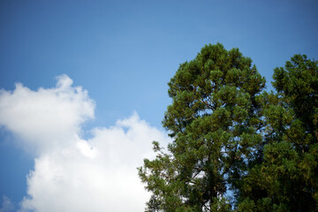 Obraz premium 夏の空・わく雲・そびえる木