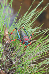 Foaming Grashopper (Dictyophorus spumans) close to Mbabane, Hhohho Province, Eswatini, southern Africa