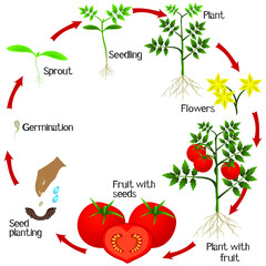 Cycle of growth of a tomato plant on a white background.