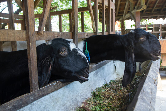 etawa goat or jamnapari goat in the farm