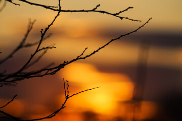 silhouette of a tree in sunset