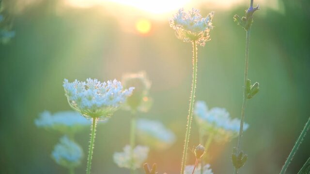 Beautiful meadow with wildflowers flowers and herbs over sunset. Nature field background with sunbeam. Golden light, Slow motion, closeup, macro,  4K UHD video footage