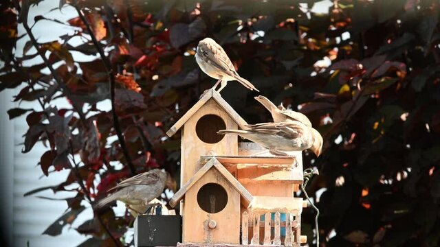 moineaux au jardin
