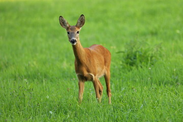 European roe deer, Capreolus capreolus, in green meadow. Doe standing in grass and grazing. Wild animal in natural habitat. Summer in nature.