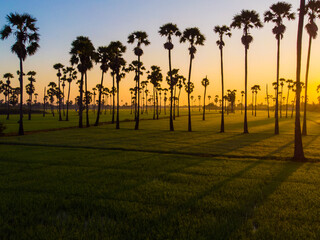 Fototapeta na wymiar Green paddy rice plantation field sunrise morning with sugar palm