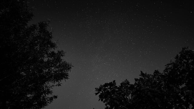 Background of stars blue nature dark galaxy view stars lines Timelapse night sky stars background. trees at the 'end of the framing. In Black and white