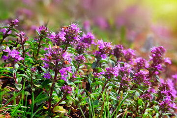 Close-up of wild thym lit by soft, warm sunlight.