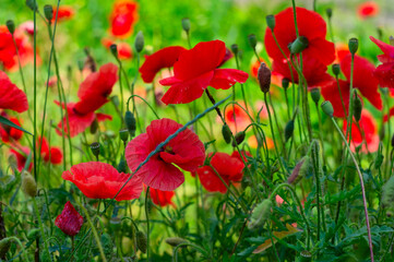 Red wild poppies green grass
