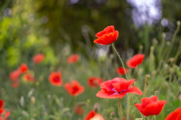 Fototapeta na wymiar Red wild poppies green grass