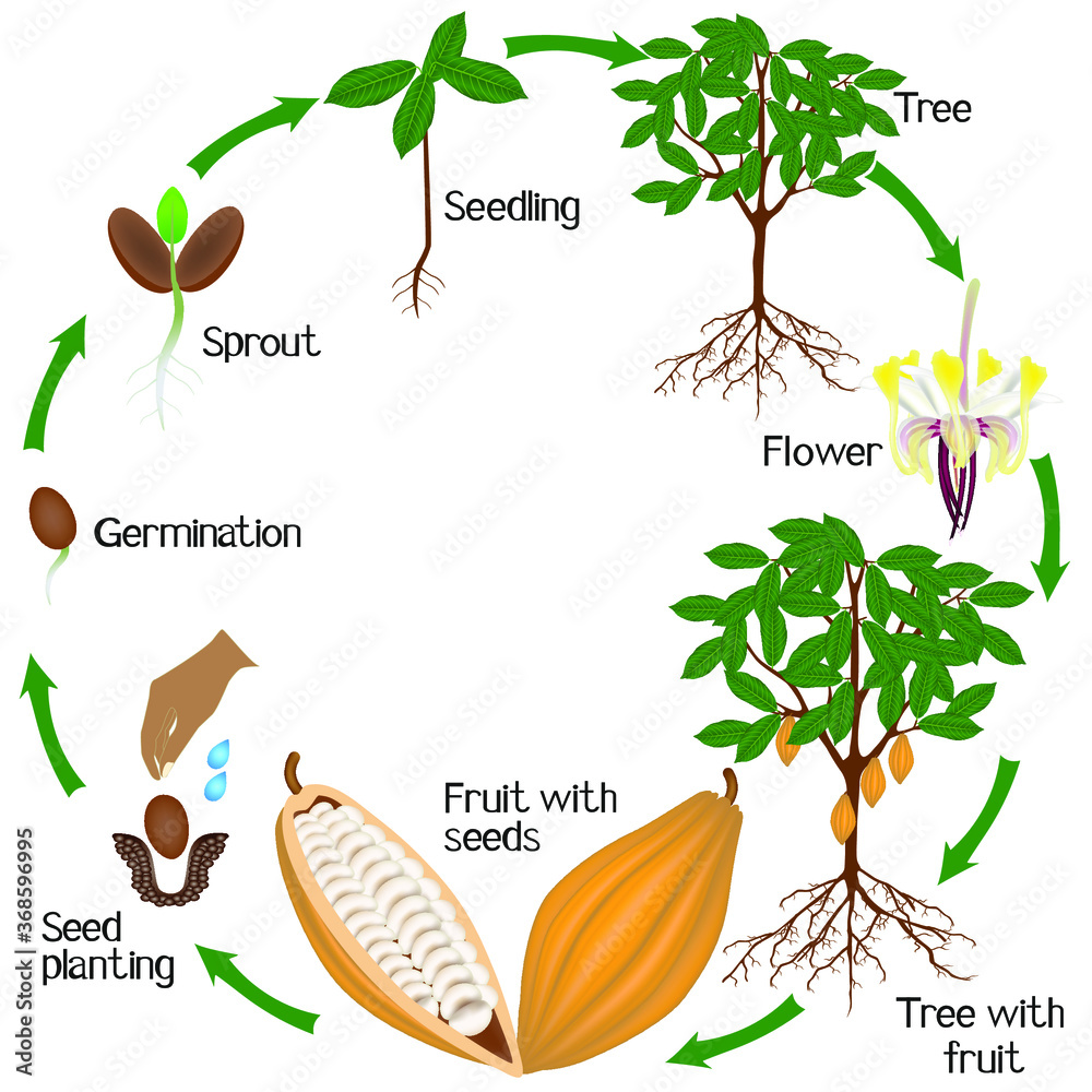 Poster cycle of growth of cocoa tree on a white background.