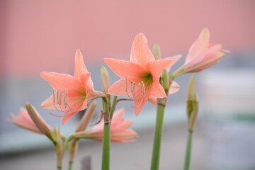 Pink lily flower