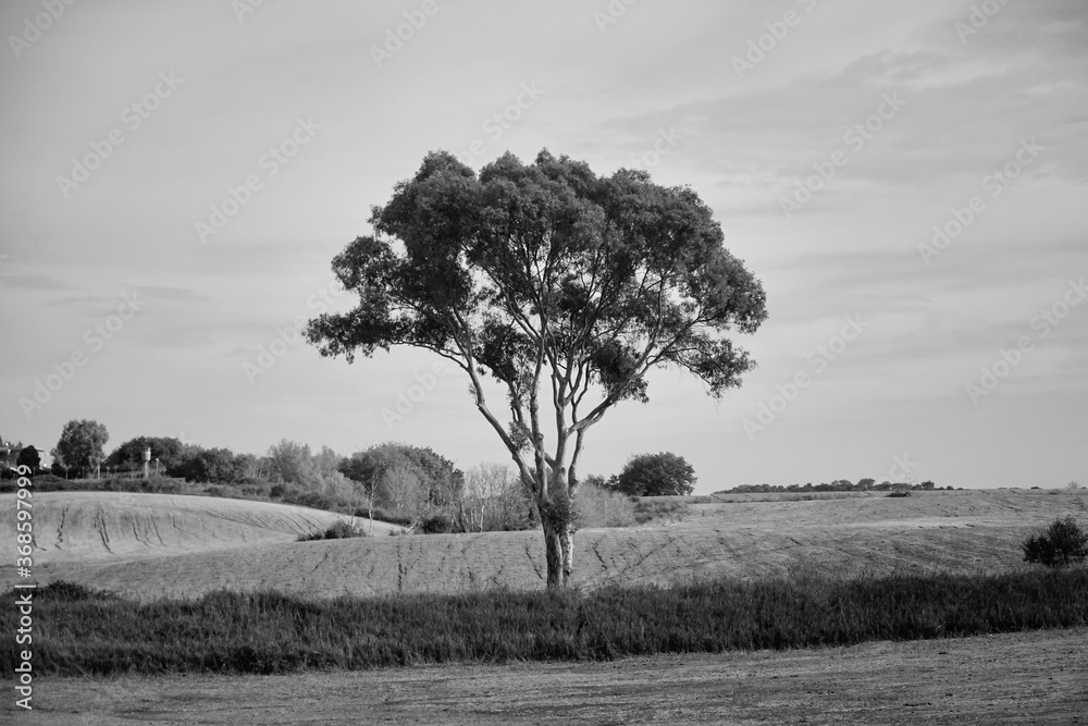 Wall mural lonely black and white tree