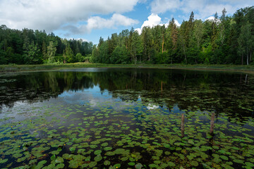 Fototapeta na wymiar Lake with water lily leaves in stumps