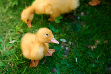 Little cute ducklings on green grass looking at camera