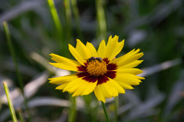 a wasp lands on a yellow summer flower