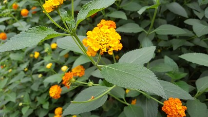 yellow flowers in the garden