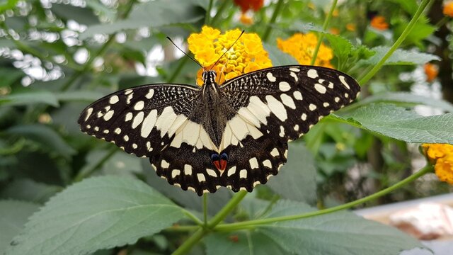 butterfly on flower