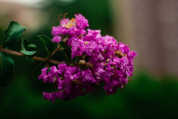 close up of a lilac flower