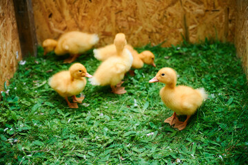 Little cute ducklings on green grass looking at camera