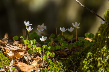 sour clover in the sun and forest