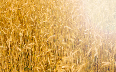 Wheat Field Texture Background with Ripening Ears