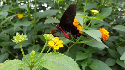 butterfly on flower