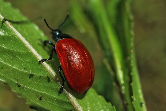 Macro photo of a red beetle (Melasoma populi ) on a leaf