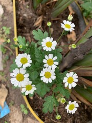white flowers in the garden
