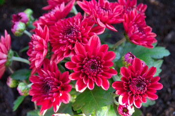 beautiful red chrysanthemum in the morning in the sunshine