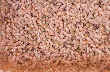 Crowded baby African Clawed Frogs in a large container