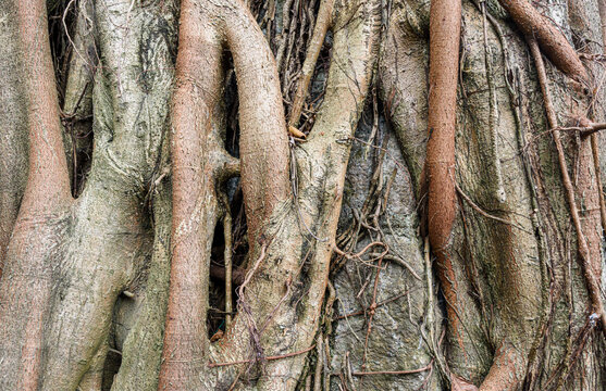 Ficus roots close up