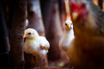 two little birds
