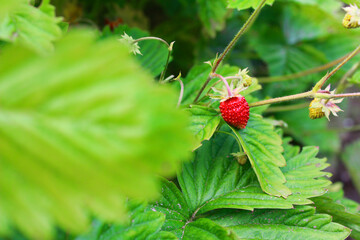 wild strawberry on a bush