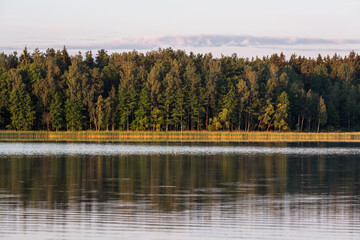 sunlit trees with shadows and reflections