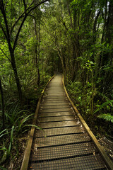boardwalk in the forest