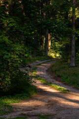 Shadows  and sunlight in forest