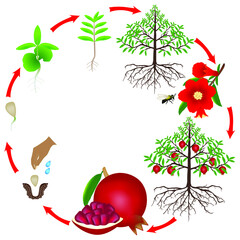 Life cycle of a pomegranate tree on a white background.