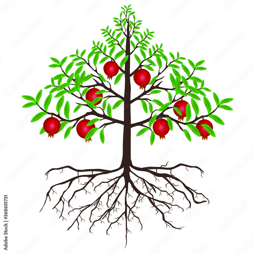 Wall mural a pomegranate tree with fruits and roots on a white background.
