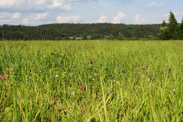 field of flowers