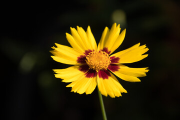 a beautiful yellow summer flower in sunlight