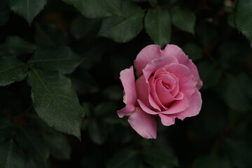 Faint Pink Flower of Rose 'Pink French Lace' in Full Bloom
