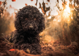 Kleiner schwarzer reinrassiger Zwergpudel sitzt in der Abendsonne in einem Mohnfeld