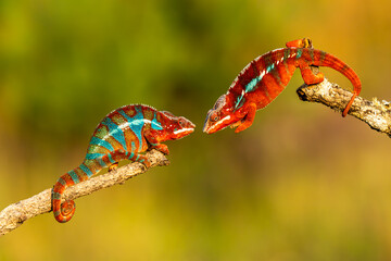 Adult male Ambilobe Panther Chameleon (Furcifer pardalis) © vaclav