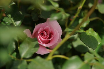 Faint Pink Flower of Rose 'Pink French Lace' in Full Bloom
