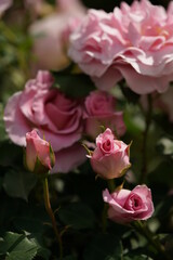 Faint Pink Flower of Rose 'Pink French Lace' in Full Bloom
